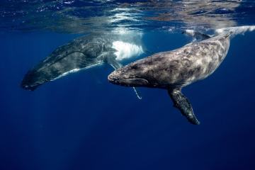 Whales swimming in the ocean around Bora Bora