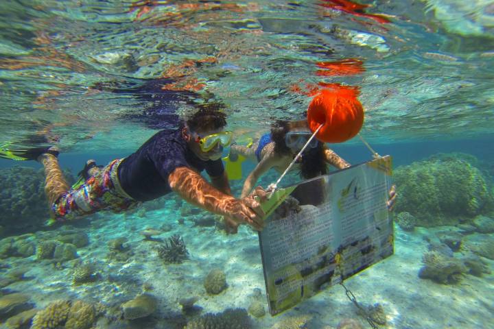A couple swimming and watching corals