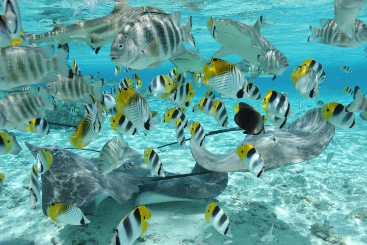 Sharks, rays and fishes in Bora Bora lagoon