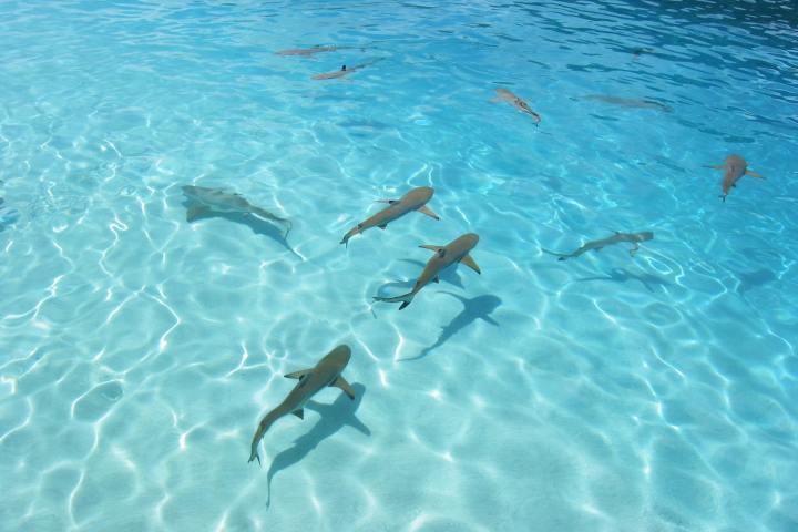 Sharks in Bora Bora lagoon