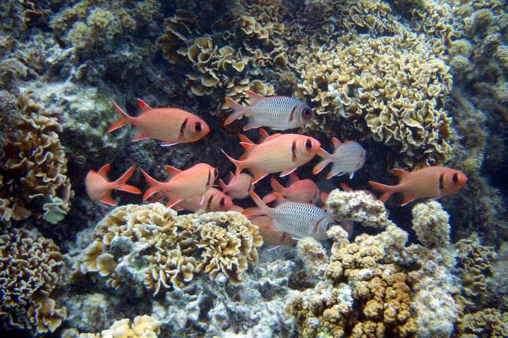 Fishes in Bora Bora lagoon