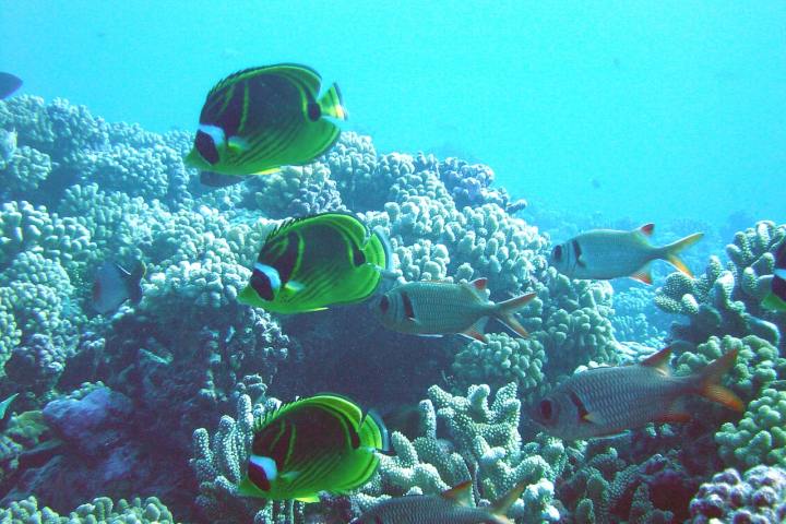 Fishes in Bora Bora lagoon