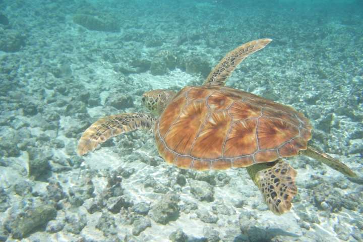 A turtle swimming in Bora Bora lagoon