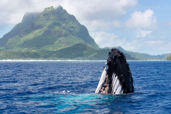 A whale jumping out of the water around Bora Bora