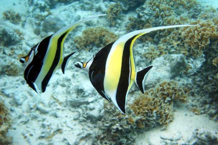 Zanclus fishes in Bora Bora lagoon