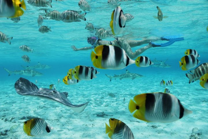 A woman swimming and watching fishes in Bora Bora lagoon