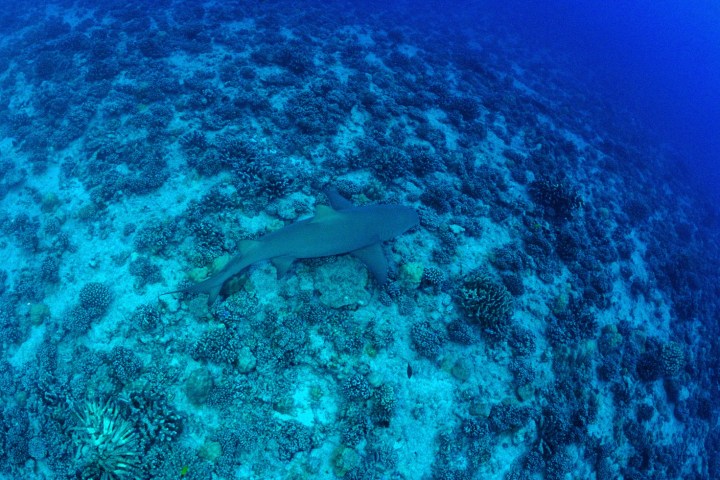 A shark in Bora Bora