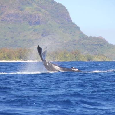 A whale swimming on the surface around Bora Bora