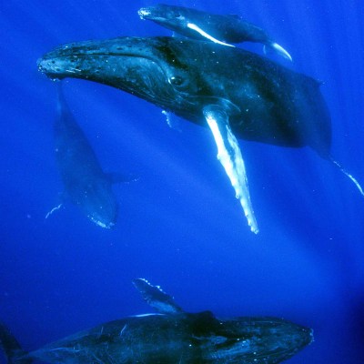 Whales swimming in the ocean around Bora Bora